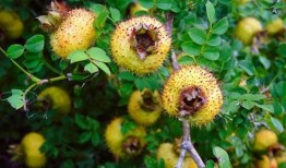 刺梨吃瓜配方,探索创新吃瓜新配方