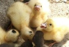 欣欣鸭吃瓜,欣欣鸭的瓜界探险记