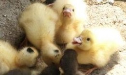 欣欣鸭吃瓜,欣欣鸭的瓜界探险记