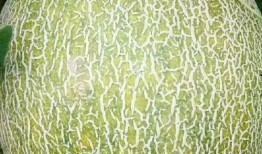 海原吃瓜,揭秘当地特色美食背后的故事