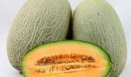 星期可以吃哈密瓜吗,哈密瓜的适宜食用日历