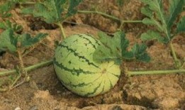 用生命吃瓜,探寻生命奥秘的奇妙旅程