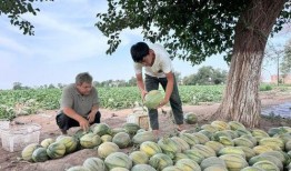 东山吃瓜展,一场视觉与味蕾的双重盛宴