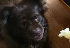 狗子与我吃瓜视频,一场欢乐的吃瓜盛宴