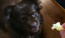 狗子与我吃瓜视频,一场欢乐的吃瓜盛宴