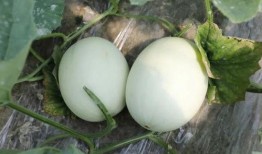 吃瓜蘑菇视频下载,轻松获取热门内容