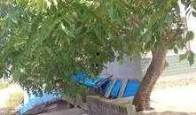 树下乘凉吃瓜,瓜果飘香共享时光