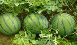 夏天在家吃瓜,家常瓜果盛宴