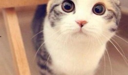 猫猫吃瓜泄露心声,揭秘宠物界的八卦风云