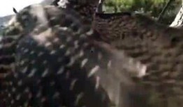布谷鸟吃瓜