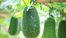 山秋吃瓜