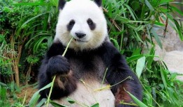 带你吃瓜奇葩动物2,揭秘带你吃瓜奇葩动物2中的神秘生物