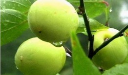 诱青梅 吃瓜人,一场吃瓜人生的甜蜜冒险