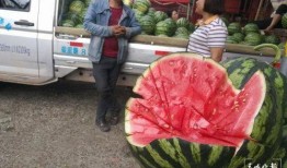 厦门疫情吃瓜群众