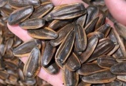 吃什么瓜吃瓜子,从吃瓜到吃瓜子的奇妙之旅