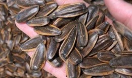 吃什么瓜吃瓜子,从吃瓜到吃瓜子的奇妙之旅