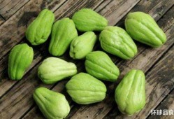 小瓜能和猪肉一起吃吗,健康美味两不误