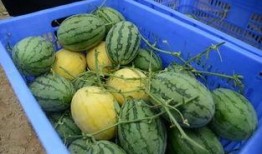 吃瓜群吃内脏,揭秘“吃瓜群”背后的内脏文化现象