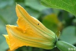 篮瓜花怎样吃,创意烹饪指南