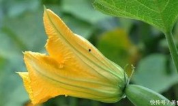 篮瓜花怎样吃,创意烹饪指南