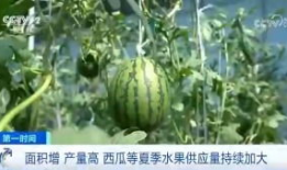 吃瓜群众进瓜园图片,吃瓜群众共赴田园盛宴