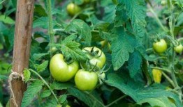 剧毒揉脸吃瓜,揭秘娱乐圈背后的惊人真相