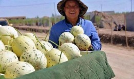 甘肃吃瓜事件后续,真相大白与反思启示