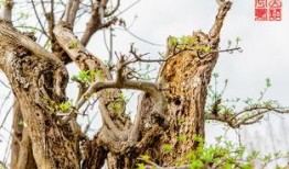 枯木逢春吃瓜,探寻生命奇迹的奇妙旅程