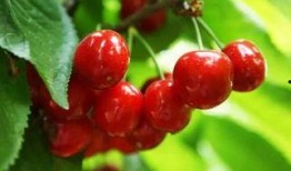 樱桃在线吃瓜,揭秘网络吃瓜文化新趋势