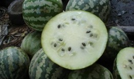 吃绿宝瓜坏处,绿宝瓜过量食用可能带来的健康隐患