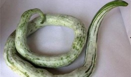 老猪吃蛇瓜,探寻蛇瓜的秘密之旅