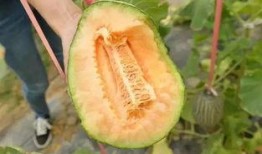 吃瓜吃成哈密瓜的那个梗,笑料横生成梗传奇