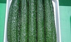 吃鲜瓜搞笑视频素材,鲜瓜搞笑视频，夏日清凉一夏